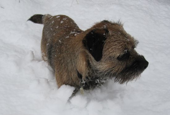 dog in snow